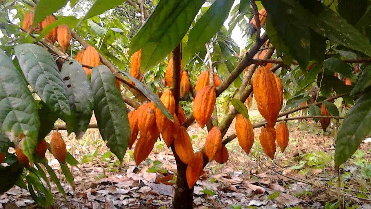 2 Arbol Cacao